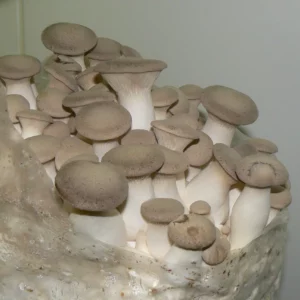 Boczniak mikołajkowy